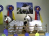 model horse awards pix
